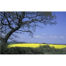 Yellow Posters BrainBoosters Rape Seed Field & Tree Poster