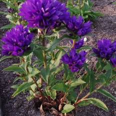 Klokkeblomst Superba Campanula glomerata Superba Staude