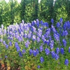 Stauder Stormhat Arendsii Aconitum carmichaelii Arendsii Staude