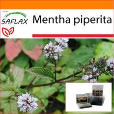 Ensoleillé Graines de fleurs Saflax Garden In The Bag Menthe Poivrée 300 Graines Avec Substrat Dans Un Sac Sur Pied Adapté Mentha Piperita