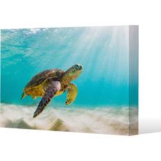 Pink Framed Art photo of Sea turtle in the Galapagos island Canvas Print Framed Art