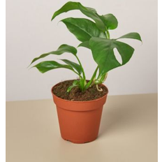 House Plant Shop Philodendron Mini Monstera Minima Live