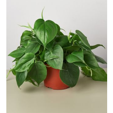 House Plant Shop Philodendron Cordatum Heartleaf Live