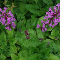 Stauder Havebetonia Superba Stachys Betonica grandiflora Superba Staude
