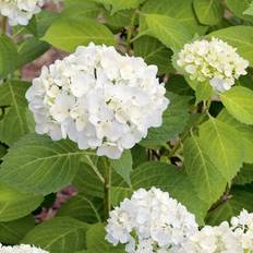 Fruktträd & Bärbuskar Prydnadsbuske Hortensia The Bride Blushing Bride Omnia Garden