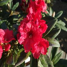 Halvskygge Stauder Rhododendron, 'Rabatz ', 5 Staude