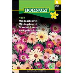 Hornum Middagsblomst Noon Blomsterfrø