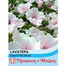 July Flower Seeds Thompson & Morgan Thompson & Morgan Lavatera Dwarf Pink Blush