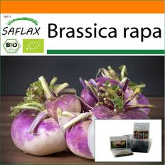 Semi di Verdura Saflax Garden in the Bag Organico Rapa - Milan Purple