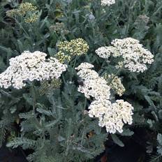 Halvskygge Stauder Røllike Anthea Achillea millefolium Anthea Staude