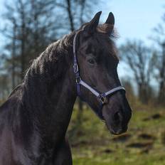 "Romana" grime Navy, Pony