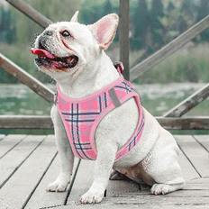 Winston Porter Mesh Dog Harness & Leash