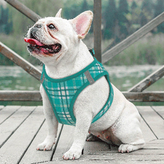 Winston Porter Mesh Dog Harness & Leash green