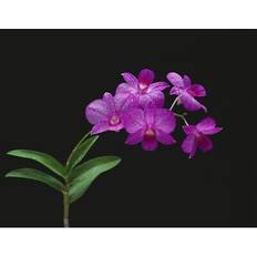 Purple Posters Posterazzi orchids on plant closeup studio shot print Poster