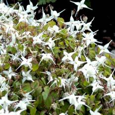 Bispehue Epimedium Grandiflorum Staude