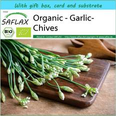 Graines de fleurs Saflax Bio Ail-Ciboulette 100 Graines - Allium Tuberosum