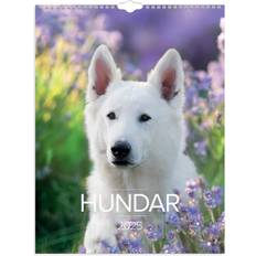 Burde Väggkalender 2025 Stora Hundkalendern