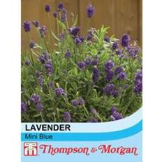 Lavender Mini Blue 1 Packet 20 Seeds