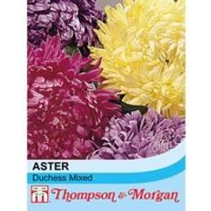 Thompson & Morgan Aster Duchess Mixed 1 Seed Packet 250 Seeds