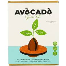 Gift Republic Avocado Grow