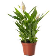 GardenersDream Spathiphyllum Peace Lily Large