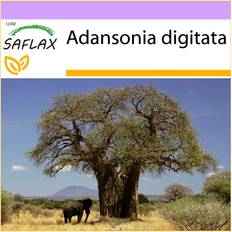 Semi di Verdura Saflax Albero Del Pane Della Scimmia Africana - 6 Semi - Adansonia Digitata