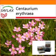 Octubre Semillas de flores Saflax Garden In The Bag Centauro Común 250 Semillas Centaurium Erythraea