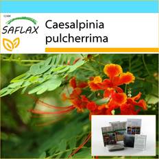 Soleggiato Semi di fiori Saflax Set Regalo Uccello Del Paradiso Messicano - 10 Semi - Caesalpinia Pulcherrima