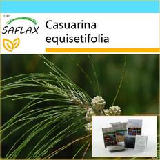 Sunny Flower Seeds Saflax SAFLAX Gift Set Horsetail Tree 200