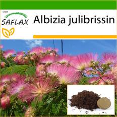 Semillas de Verdura Saflax Pinc Acacia 50 Semillas - Con Sustrato Para Macetas Para Un Mejor Cultivo - Albizia Julibrissin