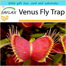 Graines de fleurs Saflax Coffret Cadeau Venus Fly Trap 10 Graines - Dionaea Muscipula