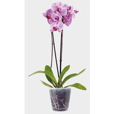 Stewart 2 Clear Orchid Pots Plastic Orchid Flower Plant Pot