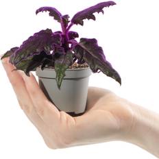 Potted Plants GardenersDream Baby Purple Velvet Plant Gynura Auranti Small Indoor