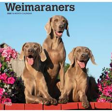 Grey Calendars BrownTrout Weimaraners 2025 Wall Calendar