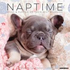 Willow Creek Press Naptime Dogs & Puppies 2025 12 X 12 Calendar