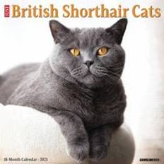 Willow Creek Press British Shorthair Cats 2025 12 X 12 Calendar
