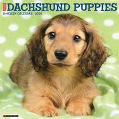 Willow Creek Press Dachshund Puppies 2025 12 X 12 Calendar