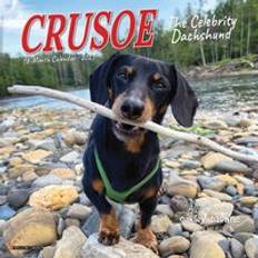 Willow Creek Press Crusoe the Celebrity Dachshund 2025 7 X 7 Mini Calendar