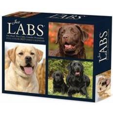 Willow Creek Press Labs 2025 6.2 X 5.4 Box Calendar