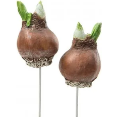 Flower Onion Stick