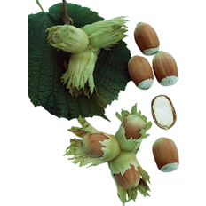 Omnia Garden Corylus Avellana Cosford 30-50cm