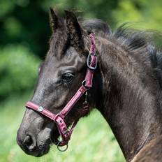 Cob Horse Halters QHP Halter for foal Lily Rouge