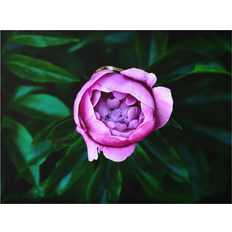 Purple peony flower in front of leaves Spritzschutz 59cm