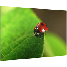 Verde Paraspruzzi Spritzschutz Lady Bird Paraspruzzi 60cm