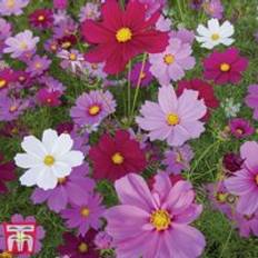 Thompson & Morgan Cosmos Sensation Mixed 1 Seed Packet