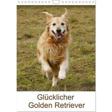 Gold Kalender Calvendo Golden Retriever Wandkalender 2025 A4