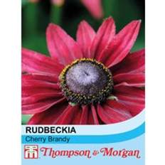 Thompson & Morgan Rudbeckia Cherry Brandy 1 Seed Packet