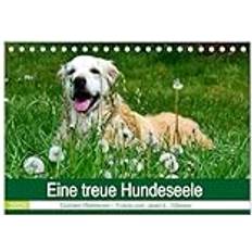 Bürobedarf Calvendo treue Hundeseele Golden Retriever Tischkalender 2025 A5