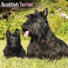 Avonside Scottish terrier 2025 square wall calendar breed calendar