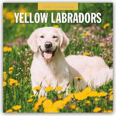 Yellow Calendars Labrador Retrievers Gelber Labrador Retriever 2025